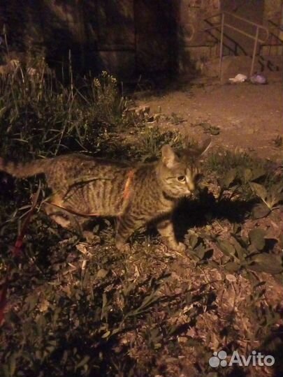 Кошечка в добрые руки