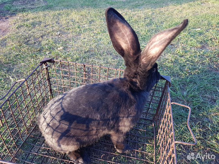 Бельгийские Великаны (Фландр)