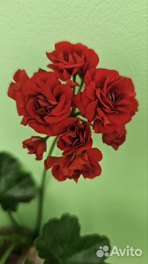 Пеларгония герань