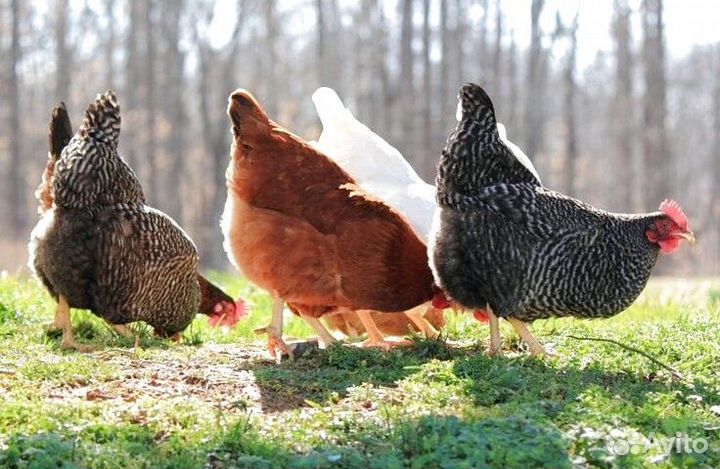 Курочки несушки с доставкой бесплатной