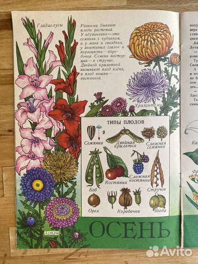 Винтажные ботанические иллюстрации в детской книге