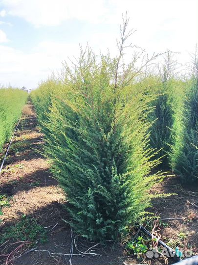 Можжевельник