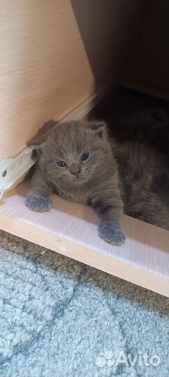 Шотландские котята