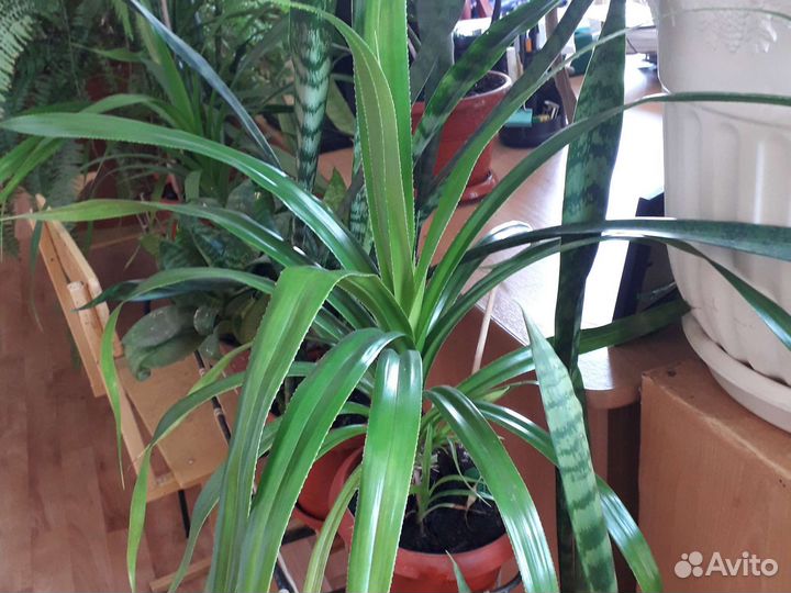 Цветы для дома и офиса