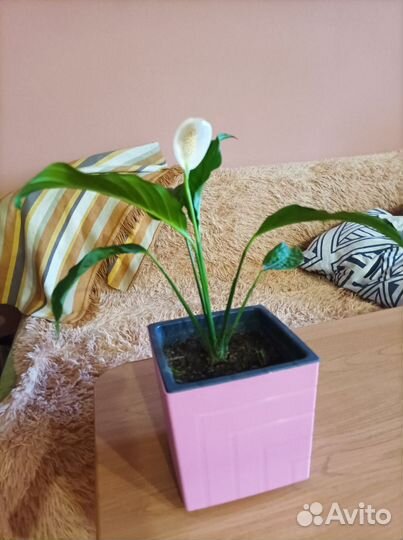 Спатифилум