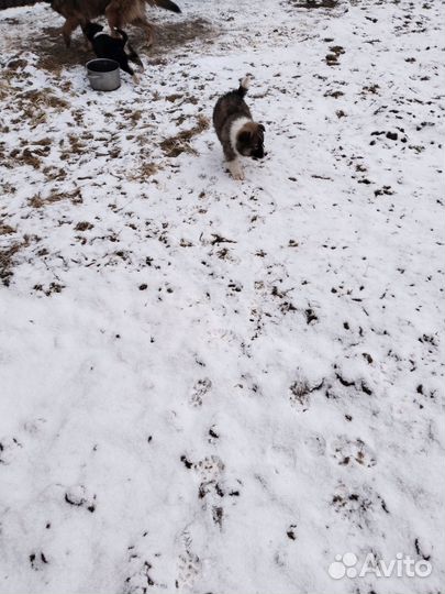 Щенки немецкой овчарки и американского акита