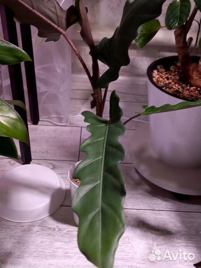 Алоказия лаутербахиана