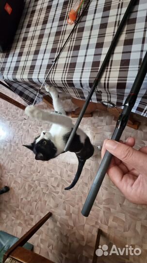 Удилище sportex Competition CS-4 Carp 13