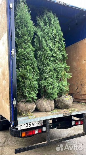 Туя Смарагд 200 см