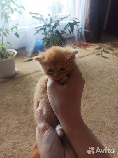 Отдам котят