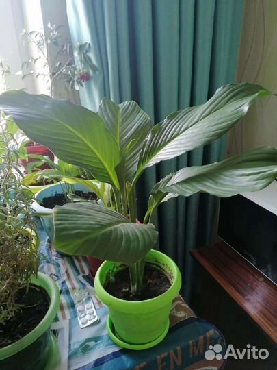 Спатифиллум