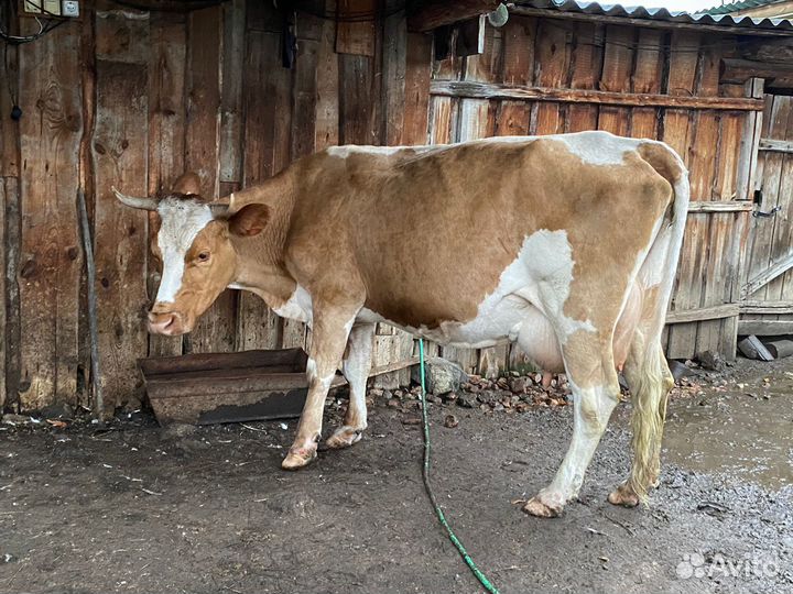 Корова молочная высокоудойная стельная