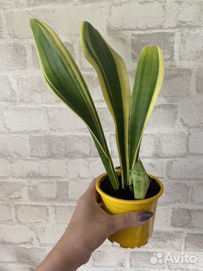 Сансевиерия Футура Суперба