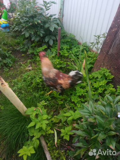 Продам петушка