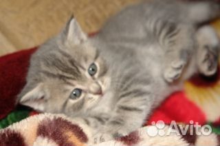 Котята-метисы