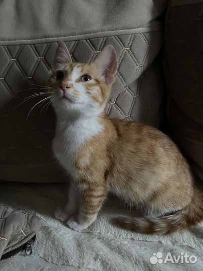 Котята манчкин