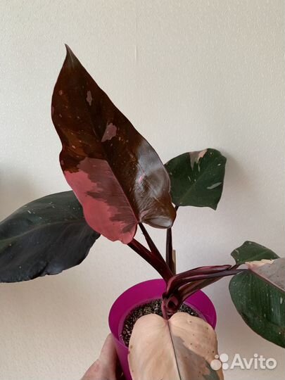 Филодендрон