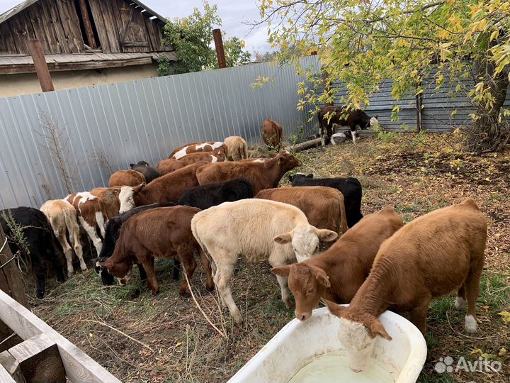 Телята бычки телочки