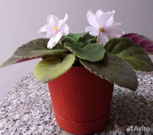 Фиалка цветущая в горшочке