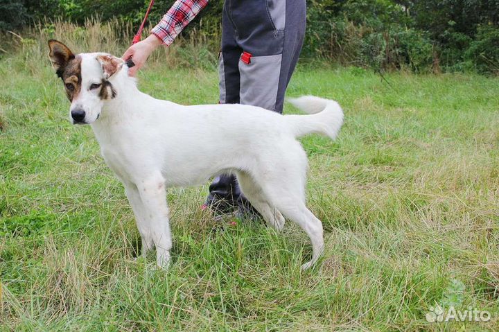 Счастье в дом