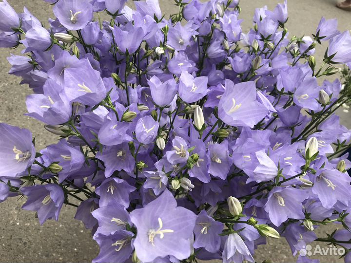 Ромашка крупная. Многолетники