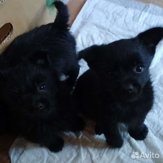 Щенки метиса йорк-шиперке