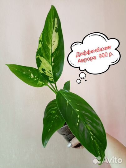 Диффенбахия