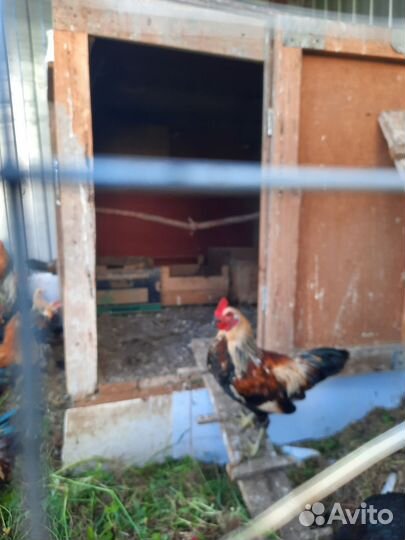 Декоративные петушки