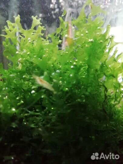 Криптокарина, креветки, ампулярии