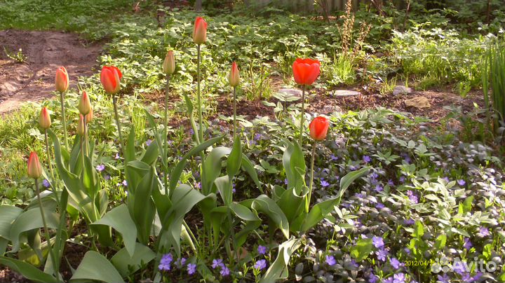 Барвинок синий с зелеными листьями