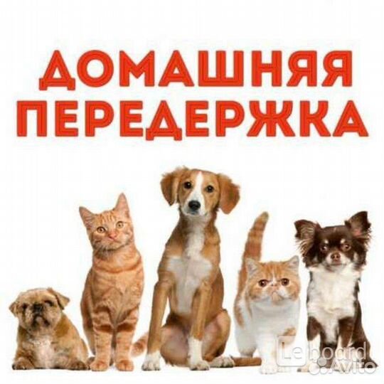 Уход за животными