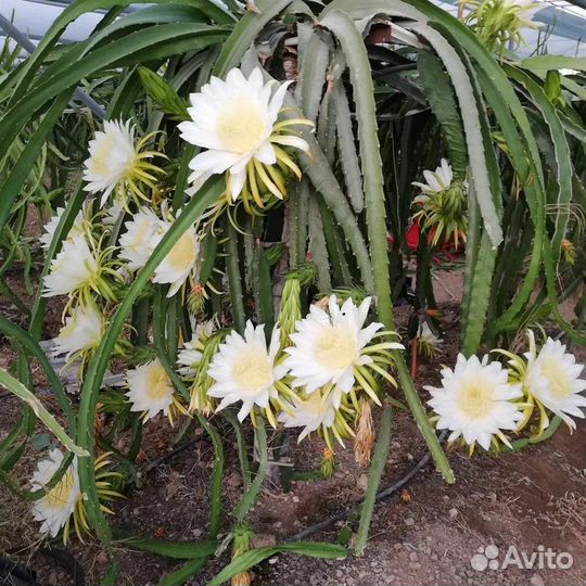 Питахайя, разные виды, семена