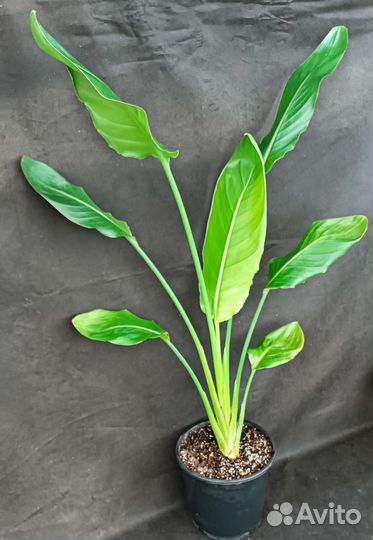 Стрелиция Регина