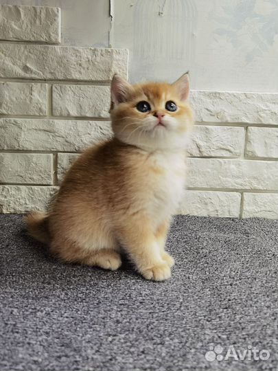 Золотая британская малыщка