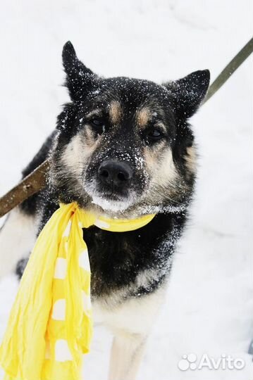 Янок-супер красивый пес в добрые руки