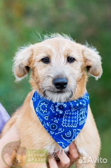 Тобик ищет дом