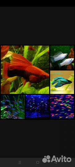 Аквариумные рыбки, много