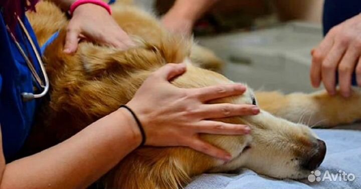 Гуманное усыпление животных на дому (эвтаназия)