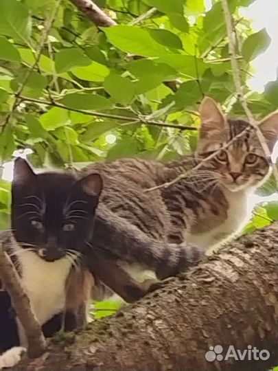 Котята в добрые руки бесплатно