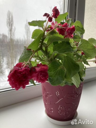 Бегония вечноцветущая махровая