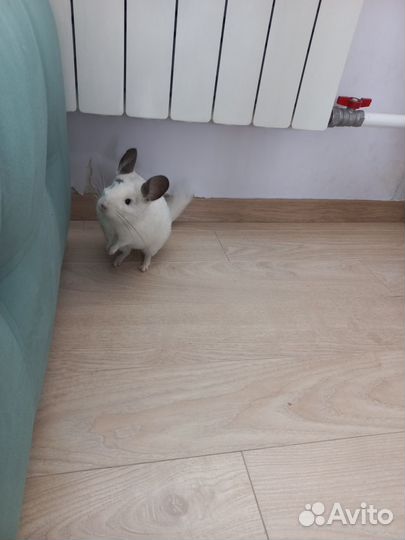 Продам Шиншил