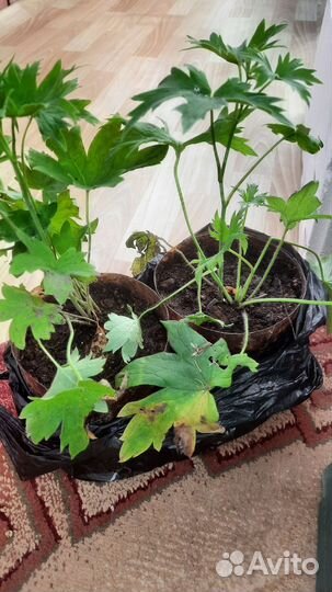 Дельфиниум новозеландский