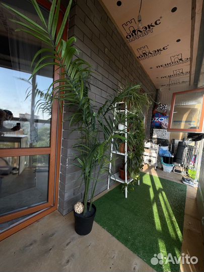 Искусственные растения пальма