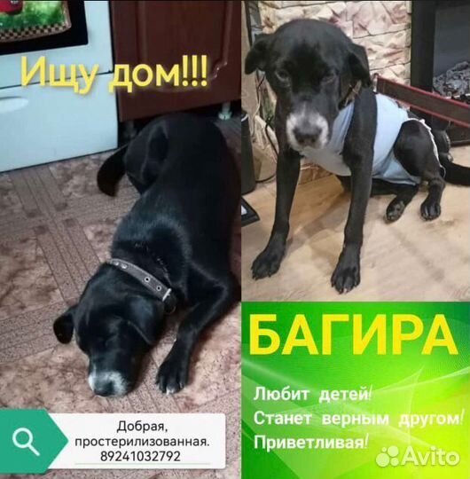 Отдам бесплатно щенка