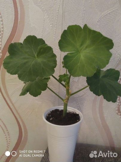 Филодендрон, пеларгония, эониум, толстянка, алоэ