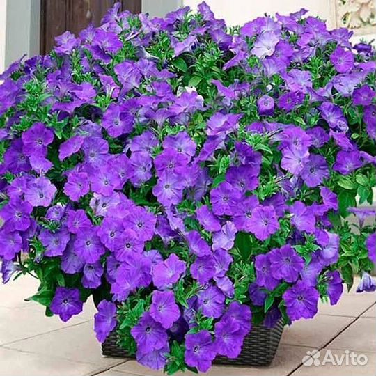 Рассада ампельной петунии Опера,Вейв и Изи вейв