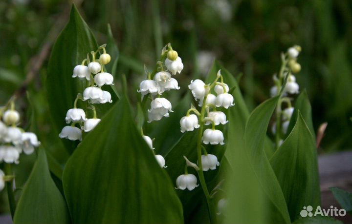 Ландыш садовый