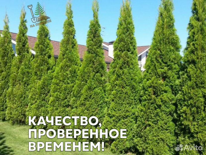 Туя даника с бесплатной доставкой