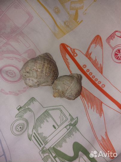 Ракушка для декора