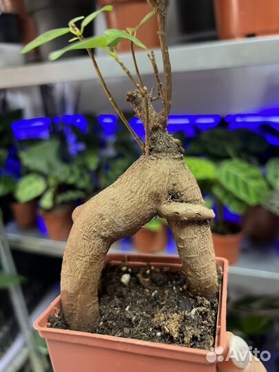 Фикус гинсенг бонсай